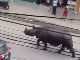 Nosorožec vyčíňal na trhovisku