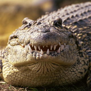 Obrovský krokodíl zabil školáčku