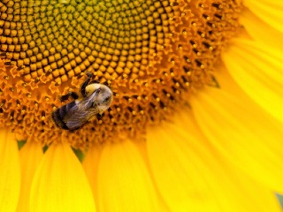 Včelí peľ je bohatý