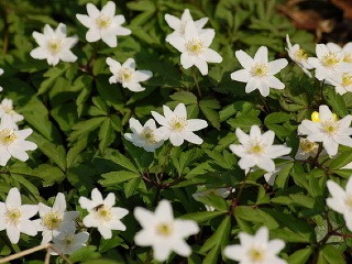 Pozor na krásne, ale