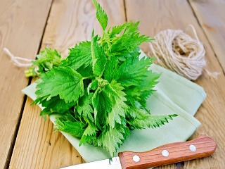 Žihľava patrí medzi najzdravšie