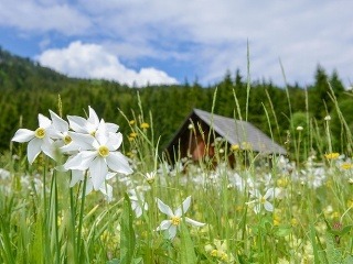 Festival narcisov, Rakúsko