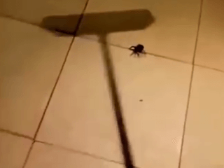 Pavúk ho za svoju