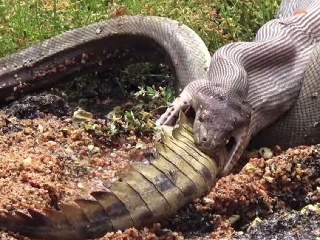 Súboj hada s krokodílom
