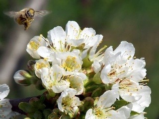 Včela možno bude chráneným