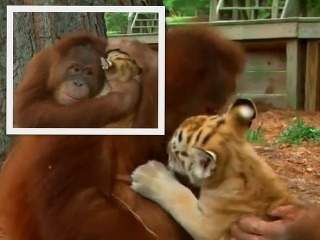 VIDEO Ako sa orangutan