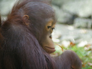 Orangutan sa nevie vynadívať