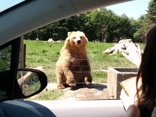 VIDEO Medveď turistku totálne