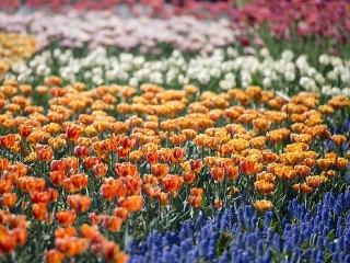 Festival tulipánov v Holandsku