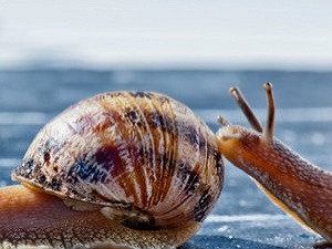 Lacná ropa, korupcia, zlé