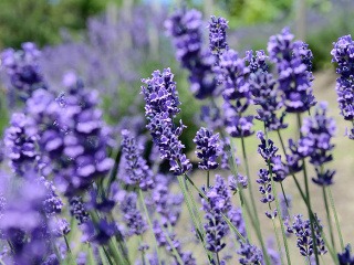 Levanduľové týždne v Tihány