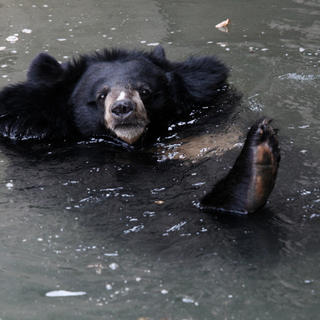 Medveď zabil medvedicu pred