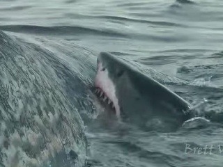 Žraloky si s obrovskou