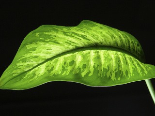 Difenbachia je veľmi obľúbenou