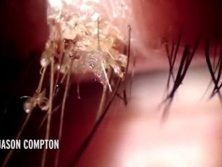 Detailné VIDEO zblízka: Pozerajte