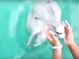 Delfín zachránil žene iPhone