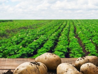 Zemiaky a vaše zdravie: