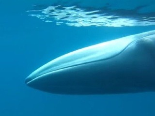 Vzácne veľryby na videu
