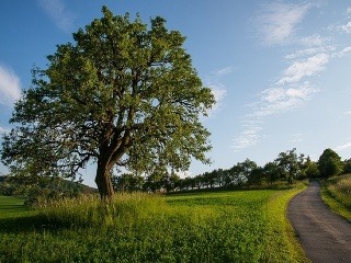 Hruška ružová, Bošáca
