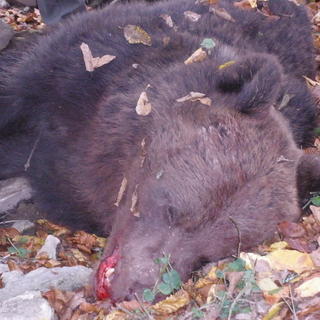 Pytliaci postrelili malého medveďa,