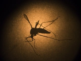 Vírus Zika sa šíri