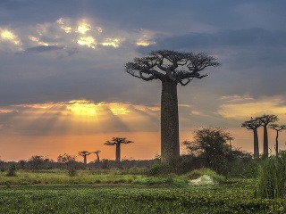 Avenue baobabov, Madagaskar 