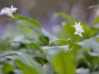 Je sezóna medvedieho cesnaku,