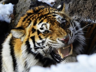 Hrôzostrašný útok tigra v