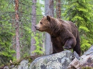 Problém s medveďmi vo