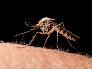 Predčasná radosť z komárov?