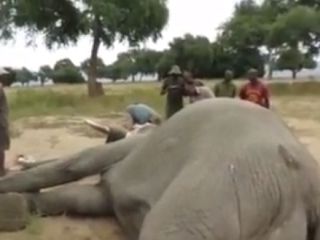 Neuveriteľné konanie slona po