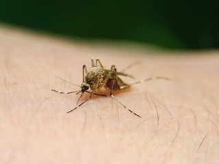 Komáre sú po teple