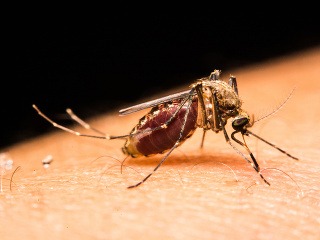 Bojujte proti komárom účinným