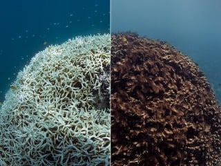 Veľká korálová bariéra