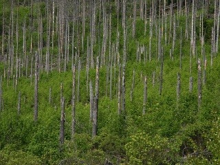 V Tichej doline dnes vyzerá nespracovaný polom z roku 2004 takto.