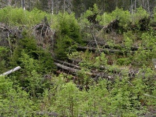 Detail z Tichej doliny. V podraste vyrastajú malé smreky, ktoré stabilizujú mikroklímu a zlepšujú vlastnosti pôdy.