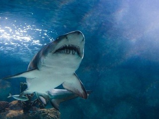 Príroda nemala zľutovanie: Žralok