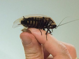 Súmrak bankovníctva: Ak zabijete