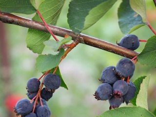 Zabudnite na fádne tuje: