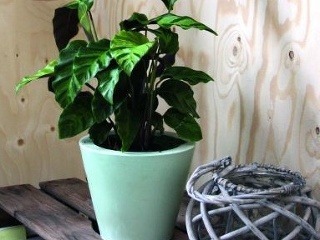 Inteligentné rastliny pre zdravé