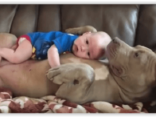 Rozkošné video buldoga s