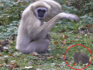 VIDEO paniky v opičom