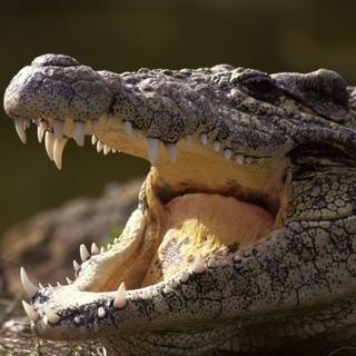 Premnožené krokodíly ohrozujú pol