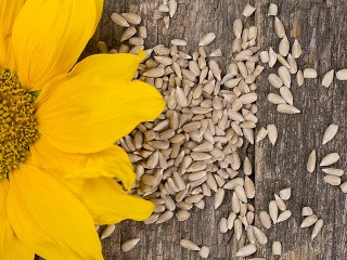 Sú obľúbenou pochúťkou, no