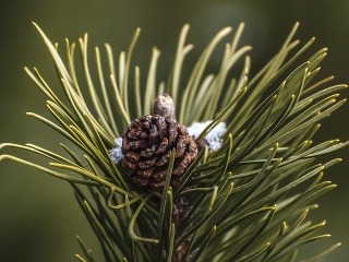 Ihličie využijete nielen na
