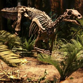 Objavili najstaršieho príbuzného dinosaurov