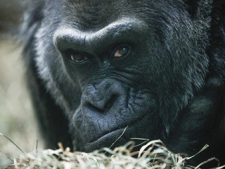 Najstaršia gorila Colo v