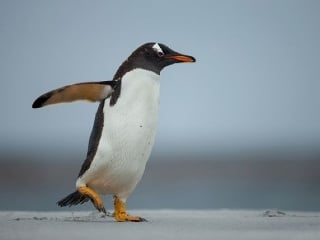 Masový úhyn mláďat tučniakov