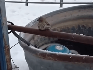 VIDEO záchrany premrznutého vtáčika