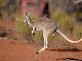 Austrália v kengurích problémoch: